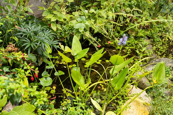 Foto - Te koop: Sfeervolle tussenwoning met groene oase!